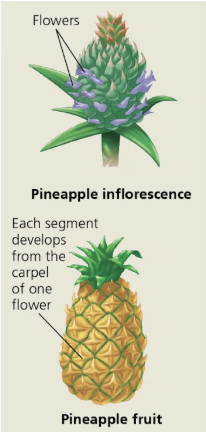 <p>What kind of fruit is this?</p>