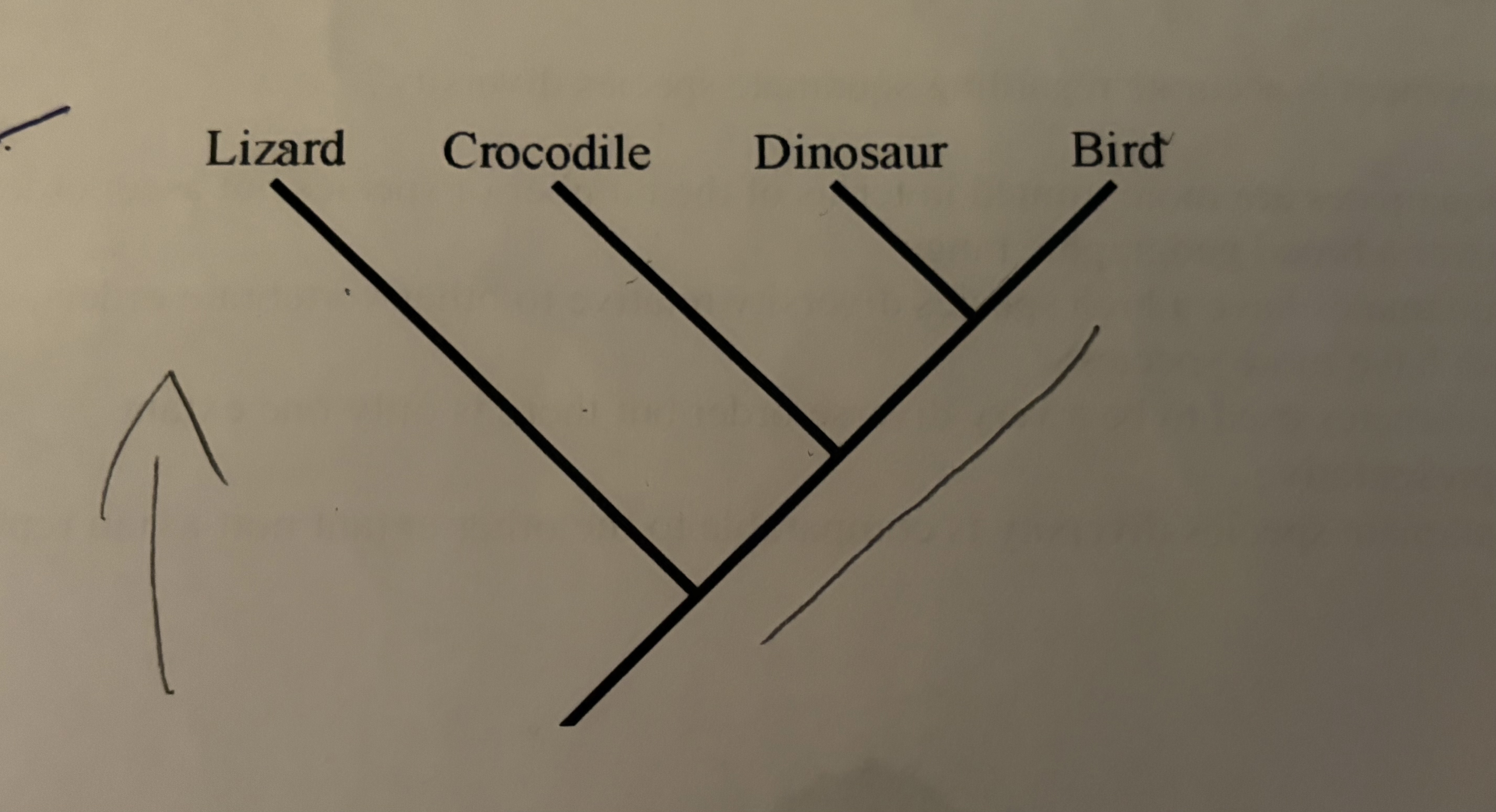 <p>By referencing the tree above, which of the following is an accurate statement of relationships?</p>