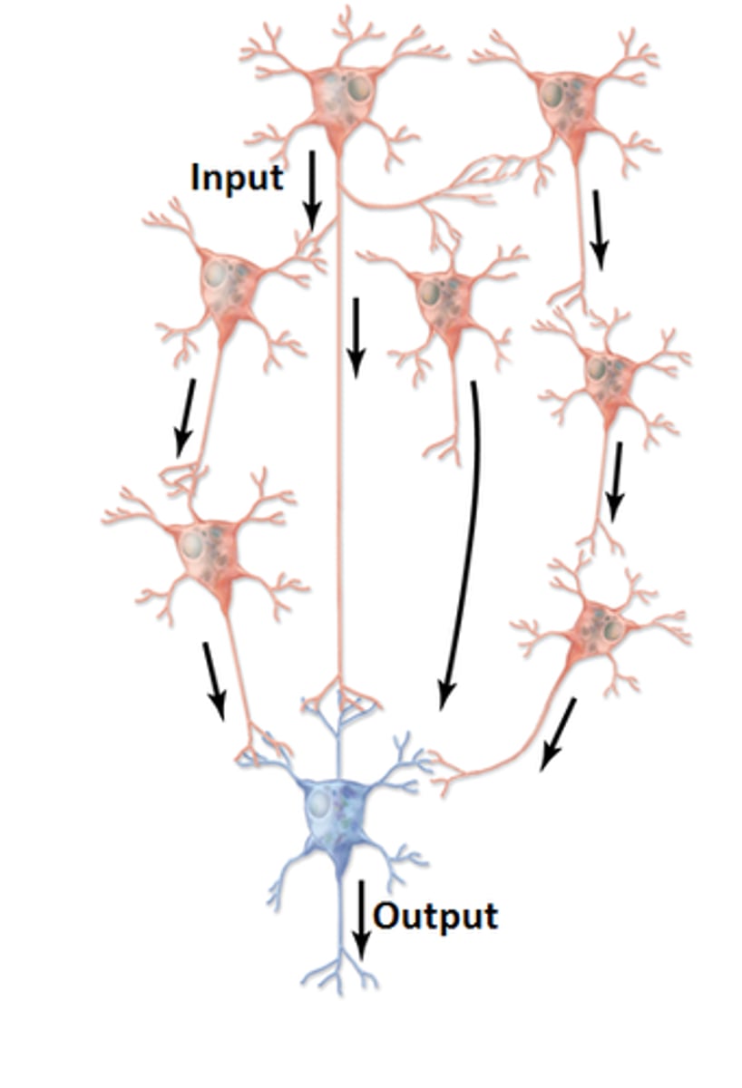 <p>Neural circuit where diverging circuits of variable numbers converge to create prolonged input</p>