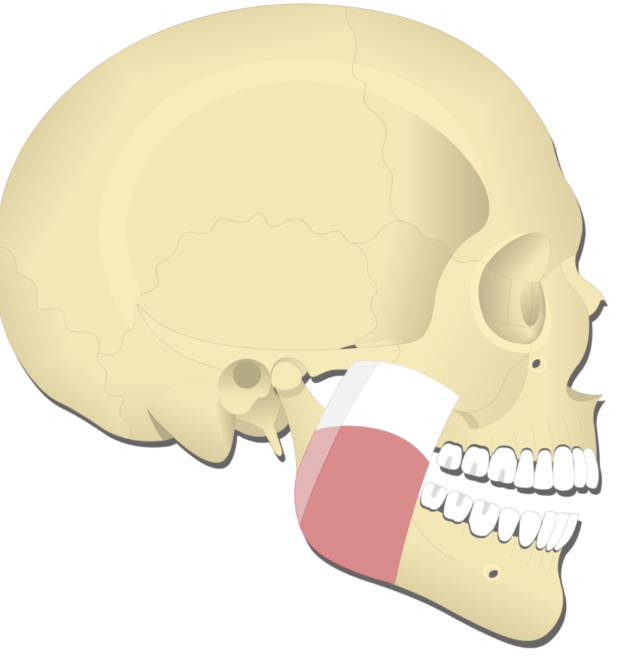 <p>Masseter </p>