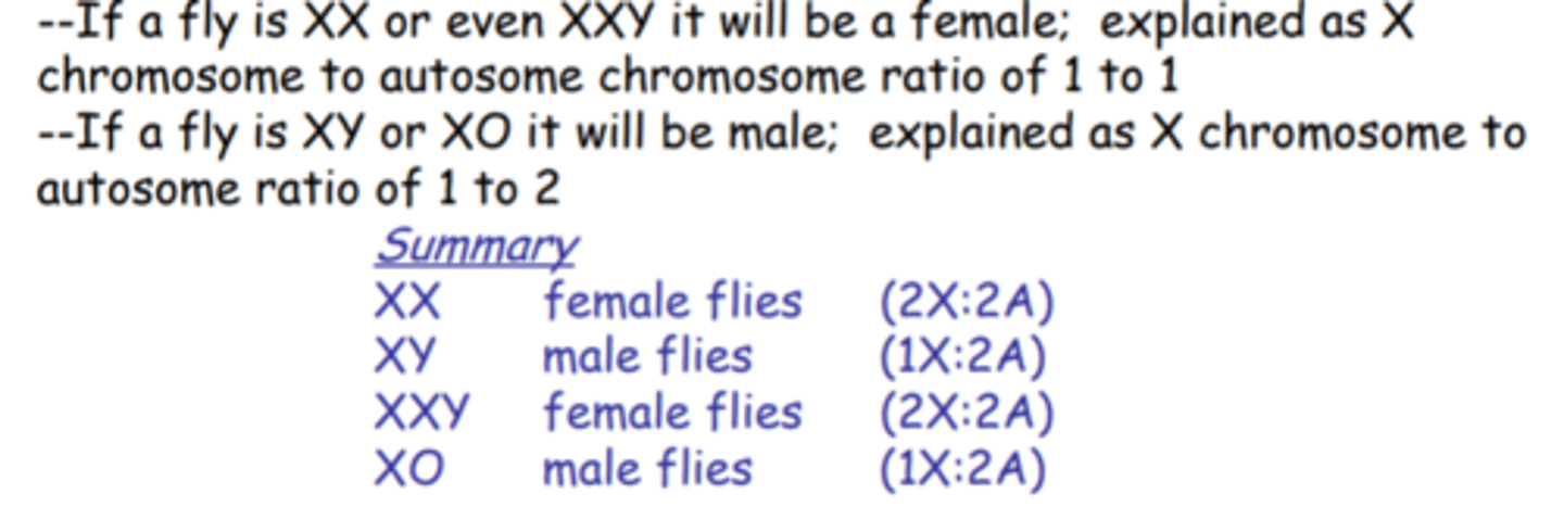 <p>-number of copies of X determines sex</p><p>-Y chromosome may or may not be present but determines fertility</p><p>-1.0 ratio is female and 0.5 is male, in between is intersex</p>