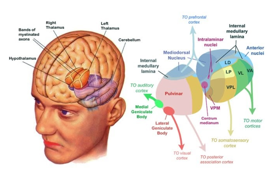 <p><span>Thalamus</span></p>