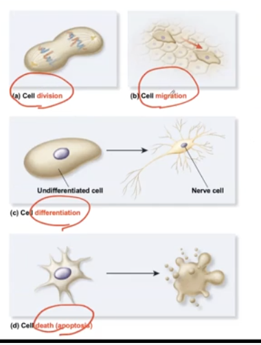 <p>4 things that the cell can do:</p><ul><li><p>divide, migrate, differentiate, or die</p></li></ul><p></p>