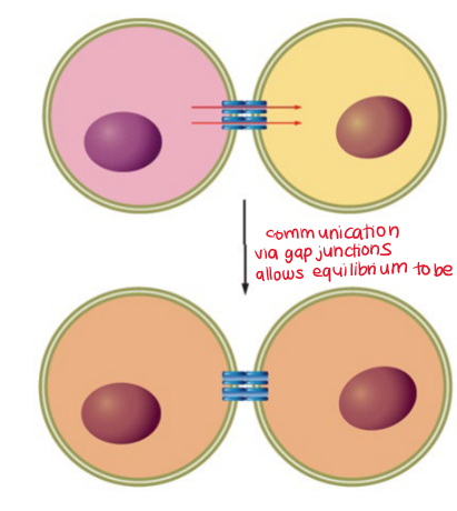 <p>communication via gap junctions allows equilibrium to be reached</p><p>electrochemical gradients direct the transfer of small molecules through gap junctions until an equilibrium is reached</p>