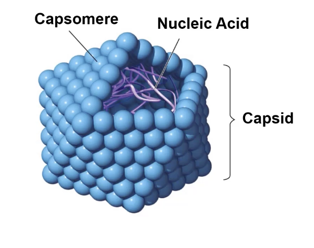 <p>What are polyhedral viruses?  Examples? </p>