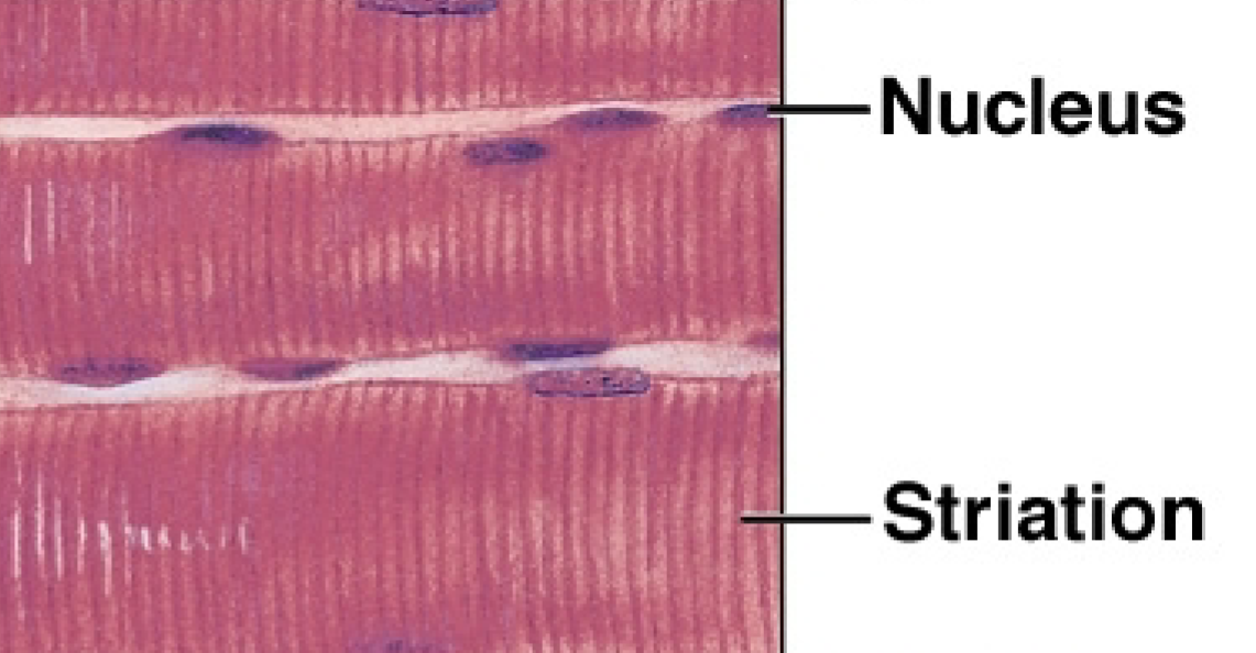 <p>What is the function of the skeletal muscular tissue?</p>