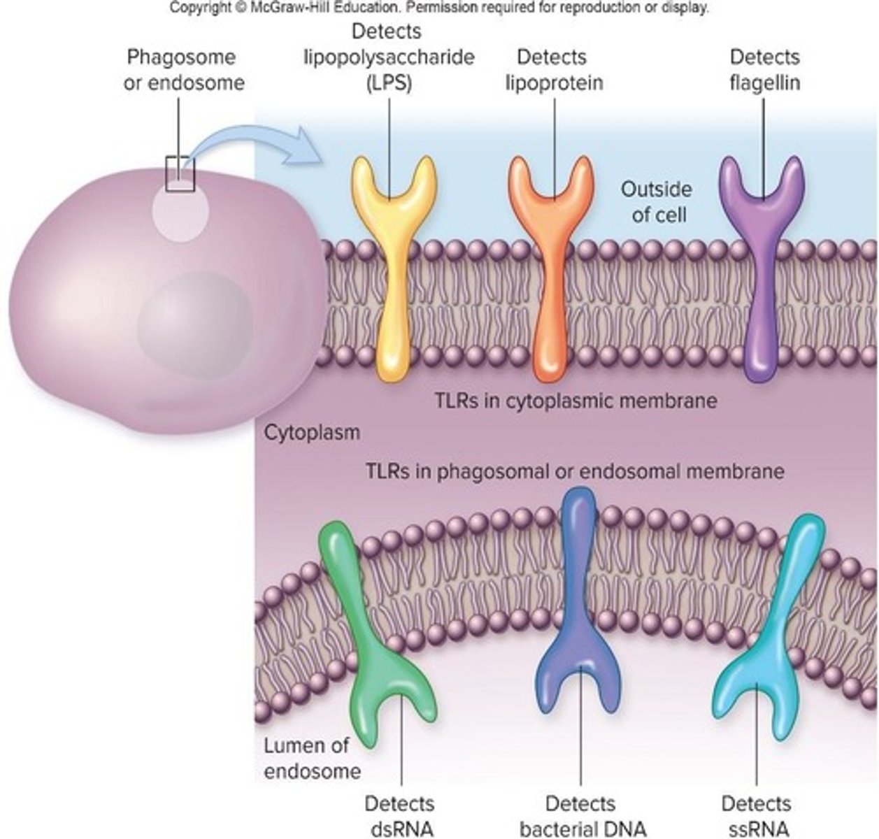 <p>Components on the outermost layer of microbial cells, such as LPS and flagella.</p>