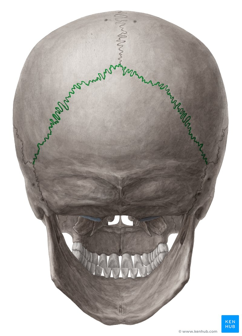 <p>Between Occipital and Parietal</p>