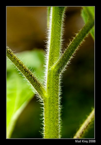 <p>The long part of a plant that connects to the leaf</p>