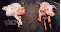 <p>Iron Values in <span style="color: rgb(230, 155, 255)">pigs</span></p>