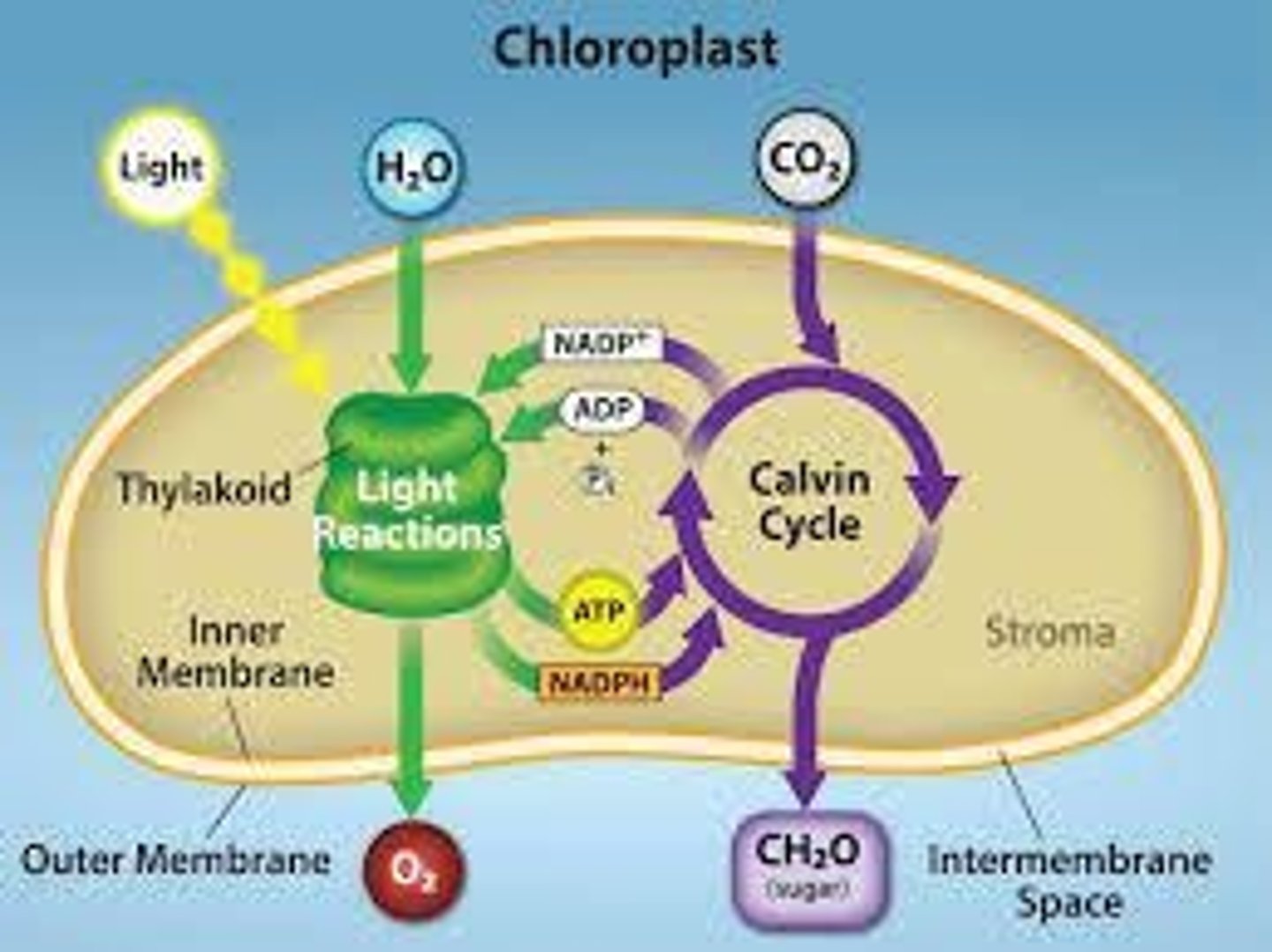<p>6CO2 + 6H2O --&gt; light energy --&gt; C6H12O6 + 6O2.</p>