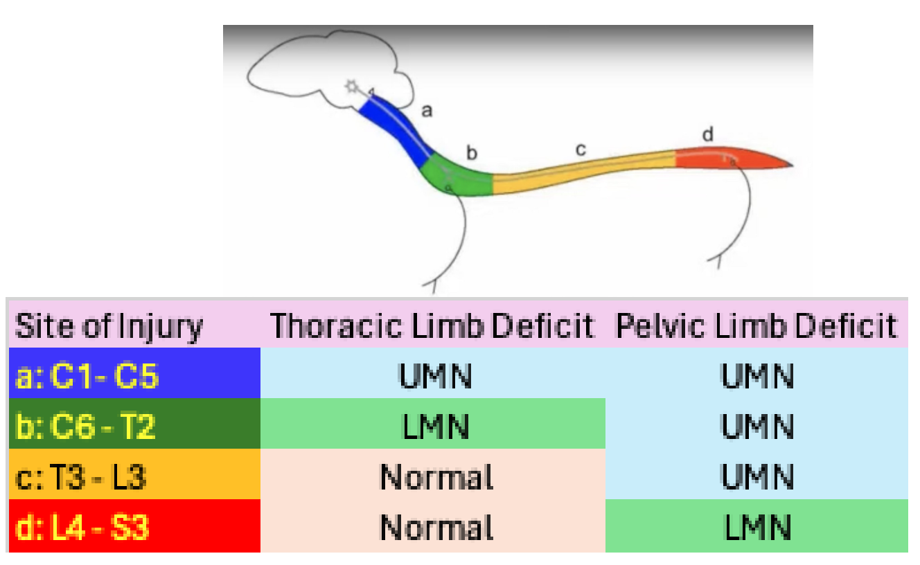 <p>look at this table and the link: Two Dogs Unable to Walk But Very Different Localizations || Lower vs. Upper Motor Neuron Lesions</p>