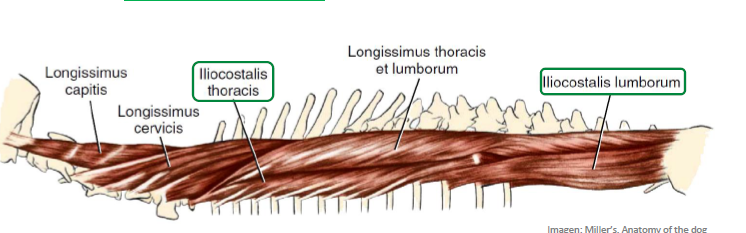 <p>de la parte lateral de la masa común sacrolumbar a las</p><p>apófisis transversas lumbares y a todas las costillas</p>