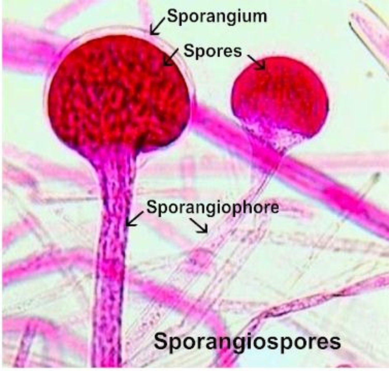 <p>Asexual fungal spores of Rhizopus that are located in a sac.</p>