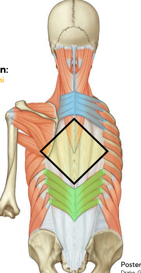 <p>Serratus posterior superior — Serratus (superficial intrinsic) (blue) </p>