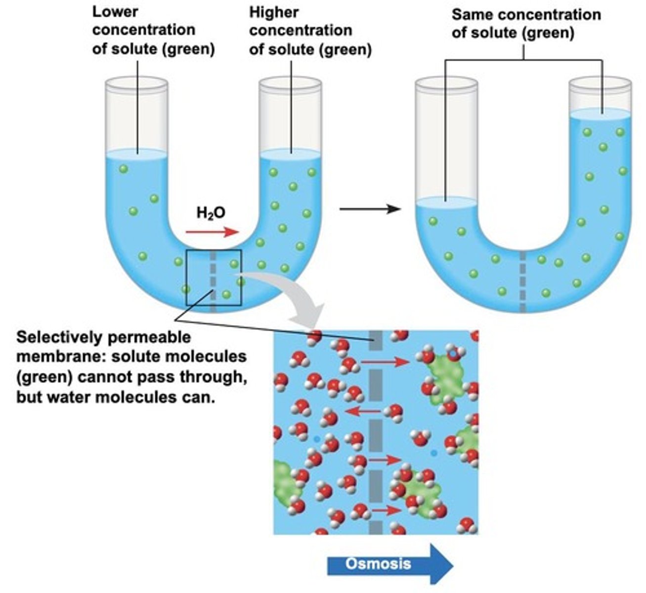 <p>The diffusion of water down its concentration gradient across a selectively permeable membrane.</p>