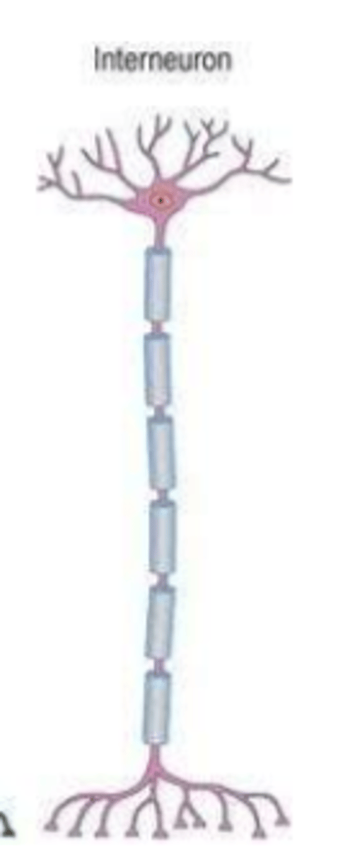 <p>interneuron</p>