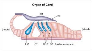 <p>An inner ear organ located within the cochlea that contributes to audition</p>