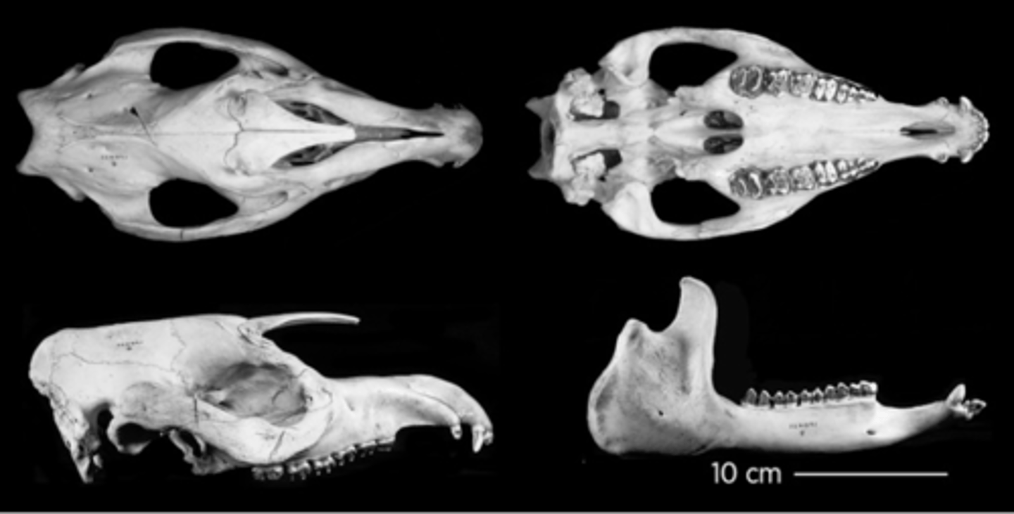 <p>What is the order and family?</p>