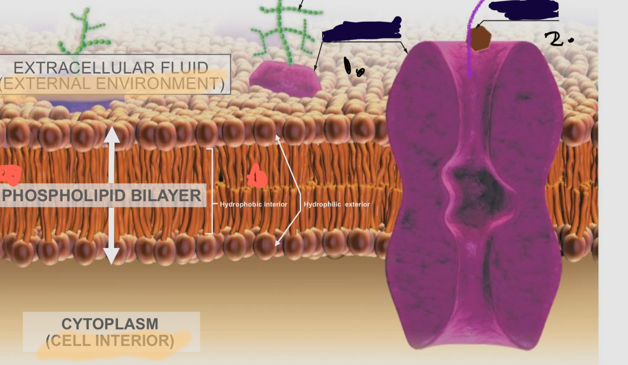 <p>What is <mark data-color="#744141" style="background-color: #744141; color: inherit">1.</mark> in the receptor protein?</p>
