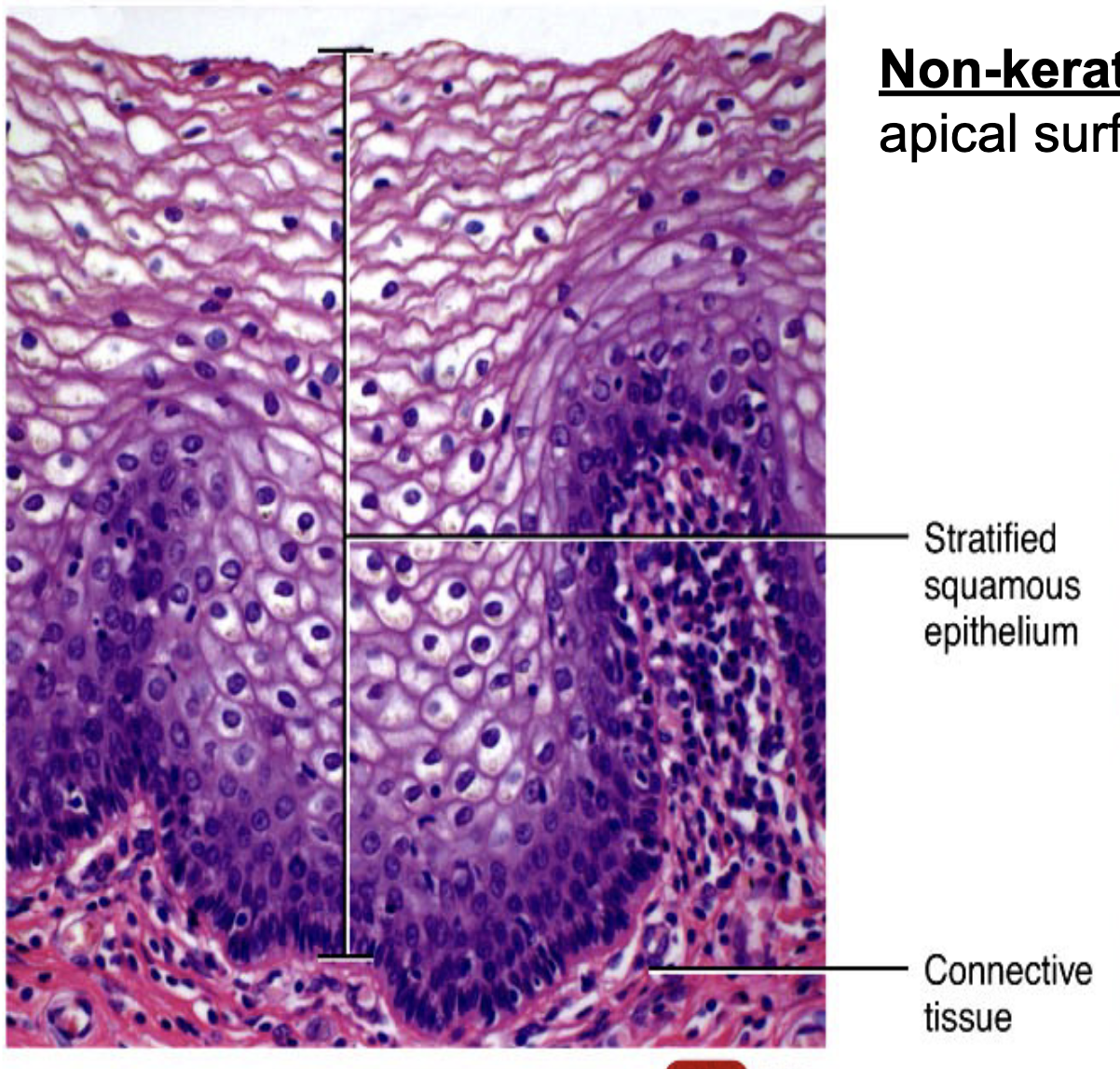 <ul><li><p>inside of mouth, esophagous, vagina, anus, pharynx</p></li><li><p>function: protect from abrasion</p></li></ul><p></p>