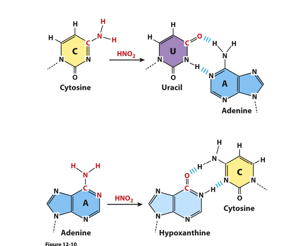 <p>Deamination (again): In addition to simple hydrolysis, deamination of cytosine and adenine can be catalyzed by__________ (HNO<sub>2</sub>); hypoxanthine can be recognized as something to get rid of </p>