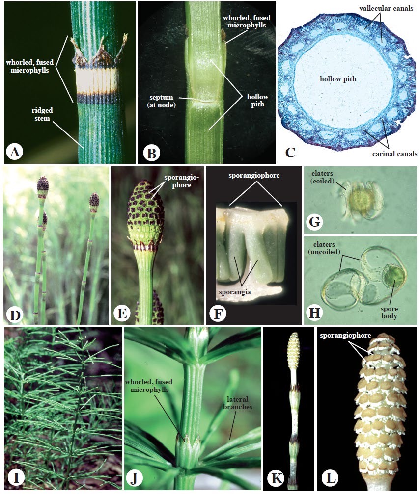 <p>Equisetaceae <u>Equisetum</u></p>