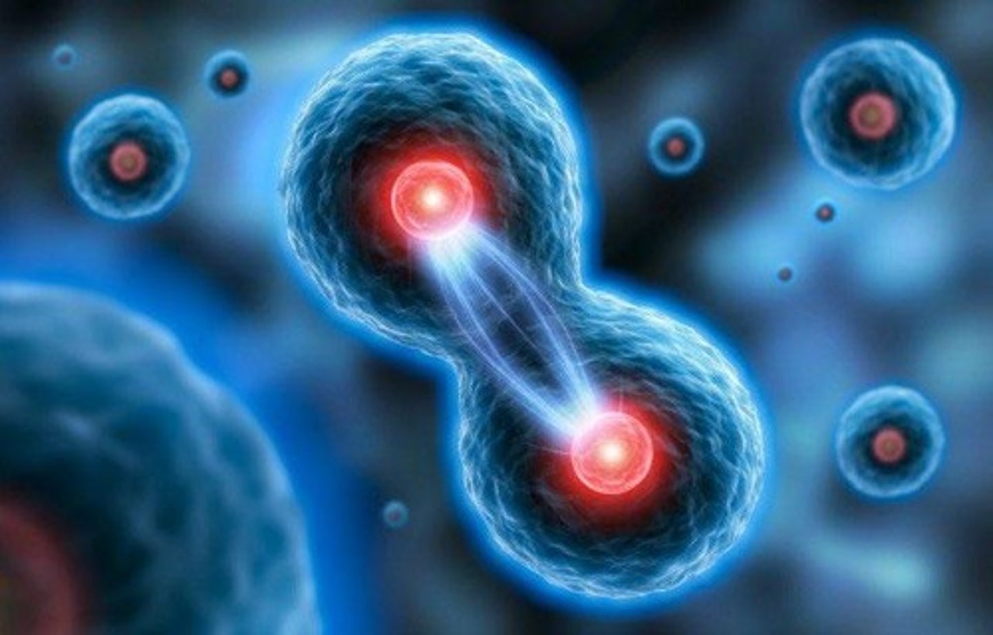<p>A cleavage furrow forms and a contractile ring tightens to separate the daughter cells.</p>
