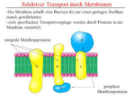 Integrale=amphipatisch 

Periphere=polar