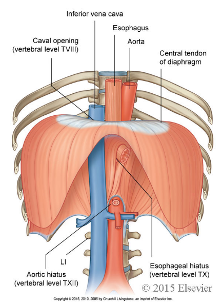 <p>While at rest, its highest point it is level with T9, inferiorly it is attached to the body wall level with T12.</p>