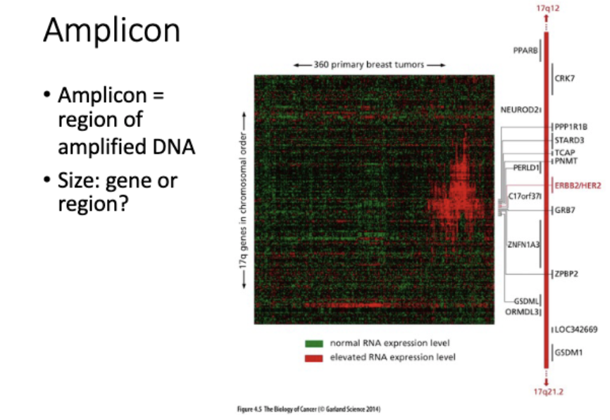 <p>gene amplification</p><ul><li><p>homogeneously staining regions (tandom duplications in chr)</p></li></ul><p>vs</p><p>double minutes</p><ul><li><p>extra chr arrays - not under normal regulation</p></li></ul>