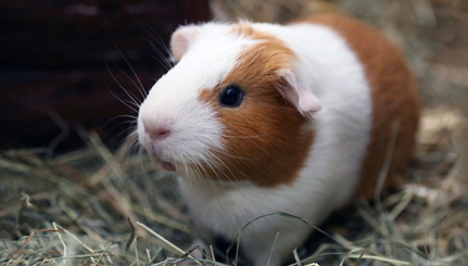 <p>Guinea Pig</p>