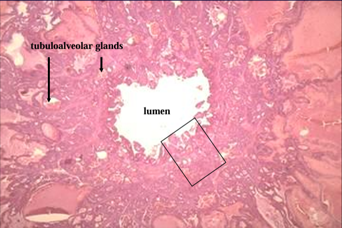 <p>Ampulla of ductus deferens, equine.</p><p>The mucosa is characterized by the presence of tubuloalveolar glands. </p><p>The glands are filled with acidophilic secretory material.</p>