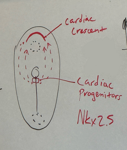 <p>cells of <span style="color: #f67bd3">mesoderm</span>, <span style="color: #f180c9">basically immediately posterior to primitive node — cardiac progenitors</span></p><p>gene expression differentiates them into these early cardiac cells — Nkx2-5 is the master regulator for all things that have a heart. in drosophila, known as tinman.</p><p>cardiac progenitor cells start diving into primitive groove and march themselves way to the anterior of the embryo, past the oropharyngeal membrane to form a temporary structure called the cardiac crescent</p><p>(the cardiac crescent cells then form first heart tube — trilaminar disc. then lateral and cranial-caudal folding of trilaminar disc. bring the parts together and fuse to create thicker, shorter primitive heart tube that will hook up to circulatory system and become functional)</p>