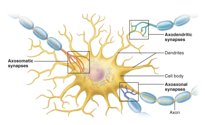 <ul><li><p><strong>Definition:</strong> Junction that transmits information from <strong>one neuron to another</strong></p></li></ul><p><strong>1. Location (where the synapse occurs):</strong></p><ul><li><p><strong>Axosomatic</strong> → axon → cell body</p></li><li><p><strong>Axodendritic</strong> → axon → dendrite</p></li><li><p><strong>Axoaxonal</strong> → axon → axon</p></li></ul><p><strong>2. Type (how the signal is transmitted):</strong></p><ul><li><p><strong>Electrical</strong> → direct current flow through <strong>gap junctions</strong></p></li><li><p><strong>Chemical</strong> → via <strong>neurotransmitters</strong> across a synaptic cleft</p></li></ul><p><strong>Key Terms:</strong></p><ul><li><p><strong>Presynaptic neuron</strong> → sends the signal</p></li><li><p><strong>Postsynaptic neuron</strong> → receives the signal</p></li></ul><p></p>