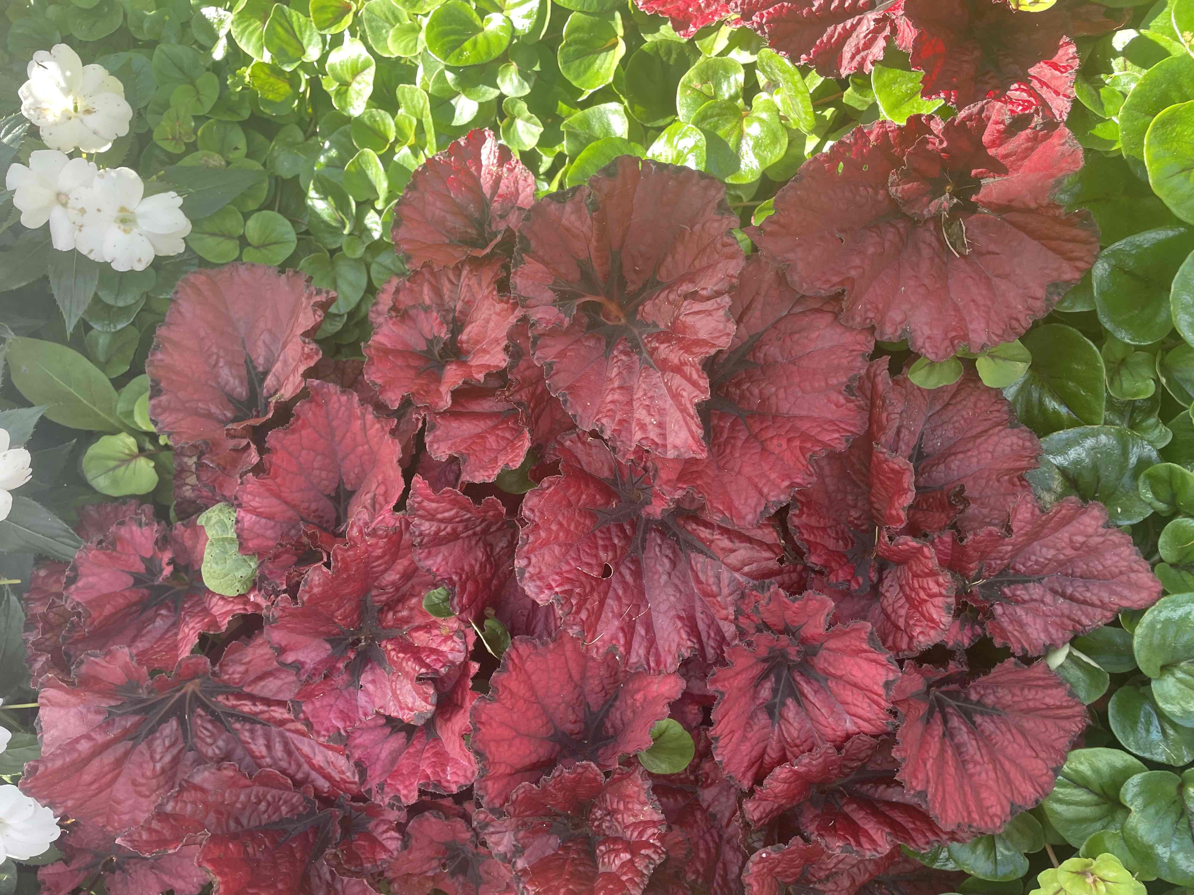 <p>Begonia rex (Cultorum Group)</p>