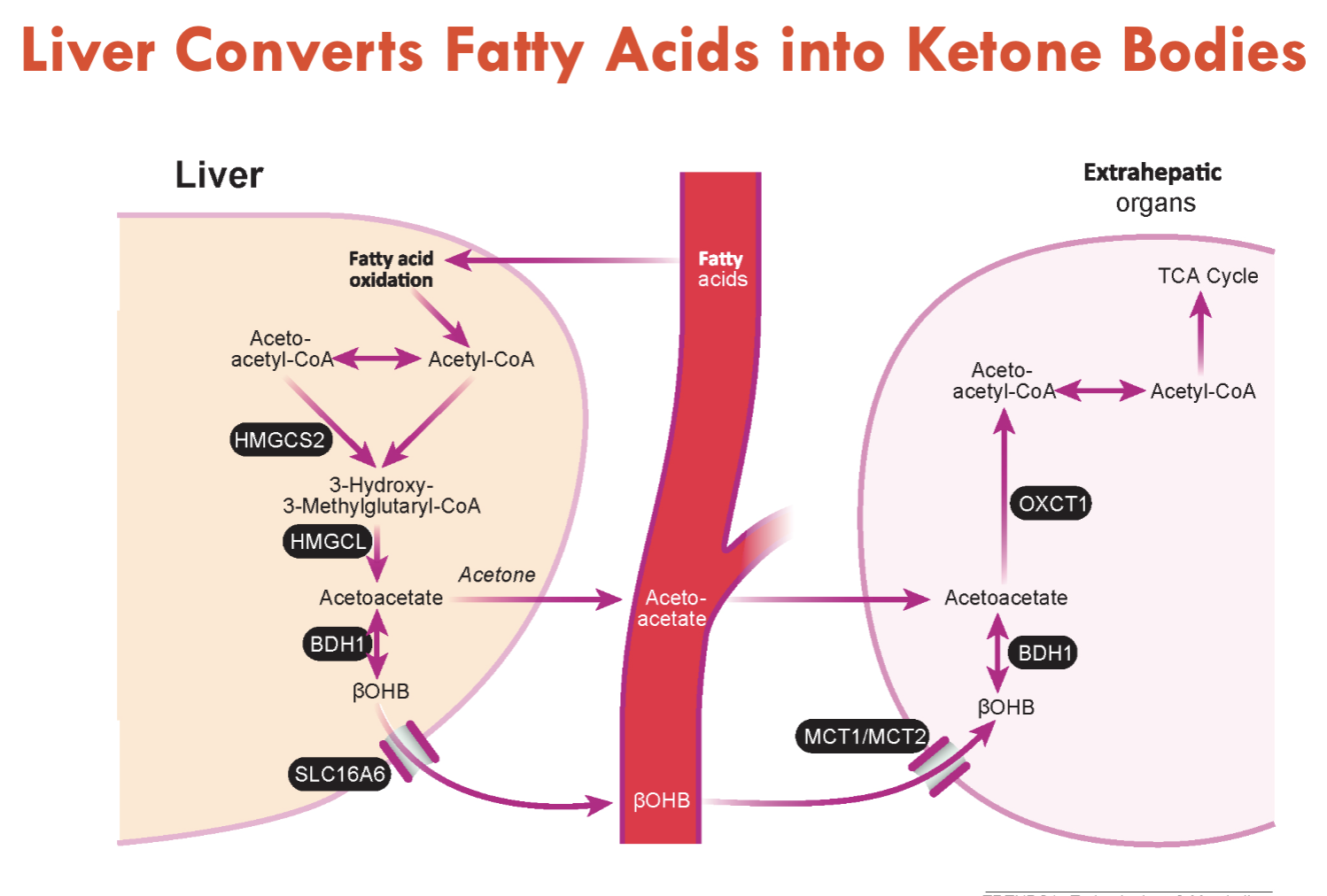 <p><strong>ketone bodies</strong></p><ul><li><p>acetoacetate, acetone, β-hydroxybutyrate (βOHB)</p></li><li><p>ketone bodies increase dramatically after 48h of fasting</p></li></ul><p></p>