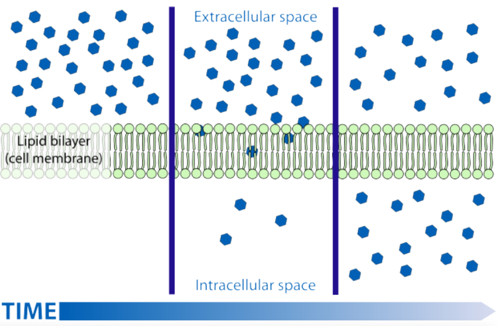 <p>Regular:</p><ul><li><p>When molecules are small and non-polar enough they diffuse naturally (eg. O<sub>2</sub> and CO<sub>2</sub>)</p></li></ul>