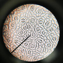 <p>In this image what are the <u>Stomata</u>?</p>