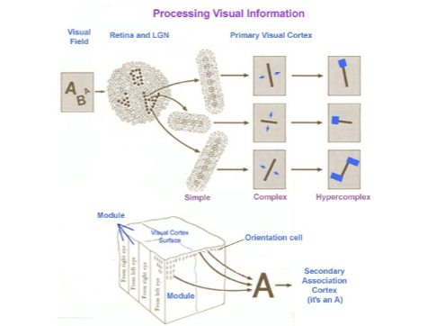 <p>(V1 neurons) Response in receptive field is opposite to that of the flanking field. Perceives stimuli with particular orientation to objects within their receptive field (edges/gratings)</p>