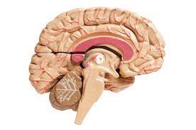 <p>allows 2 hemispheres of the brain to communicate</p>