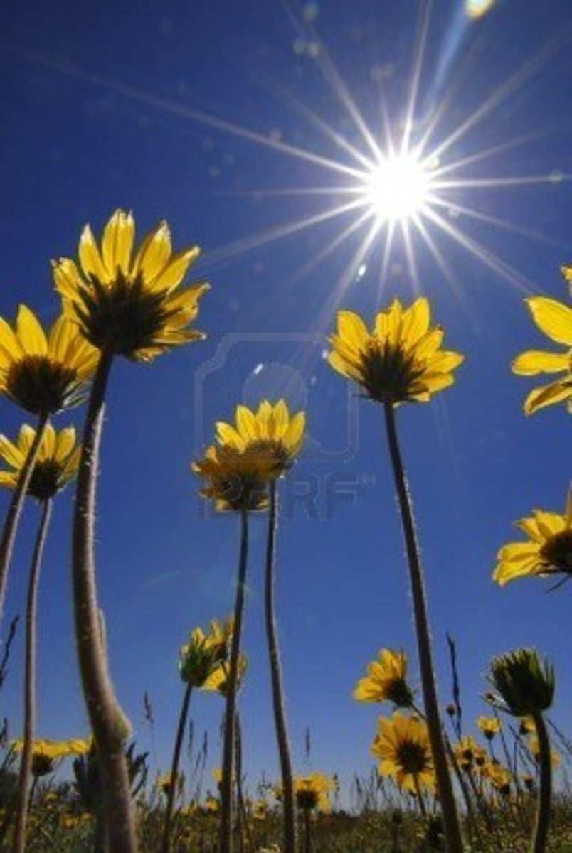 <p>To grow</p>