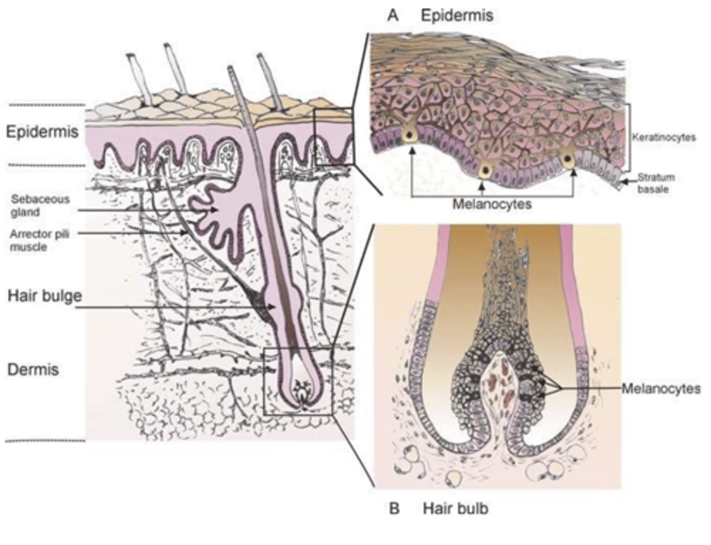 <p>Which layer of the epithelium are melanocytes housed in?</p>