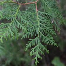 <p>Atlantic white cedar</p>