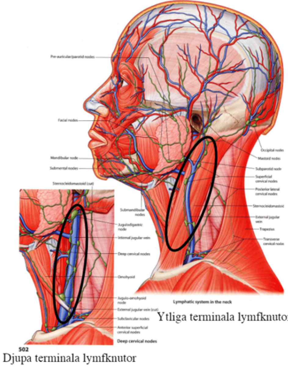 <p>mindre bilden</p>