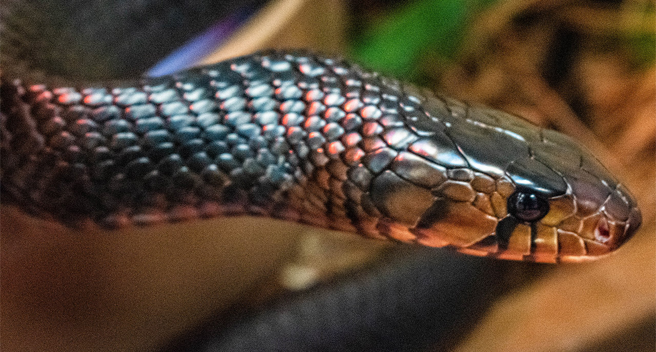 Eastern Indigo Snake
