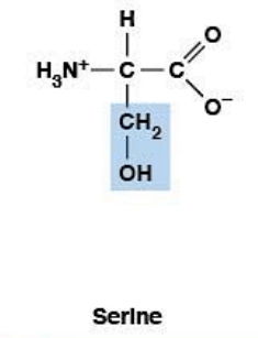 <ul><li><p><strong>Polar, uncharged </strong>HYDROPHILIC</p></li><li><p><strong>R-group:</strong> –CH₂OH</p></li><li><p><strong>Phosphorylation site</strong></p></li></ul><p></p>