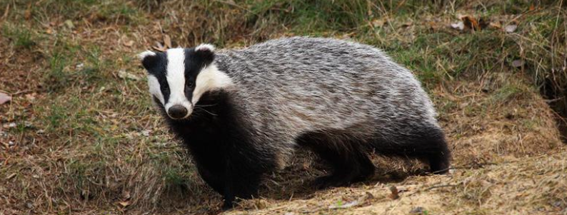 <ul><li><p>Hauptsächlich nachtaktiv</p></li><li><p>Allesfresser: Regenwürmer, Insektenlarven, Wühlmäuse, Igel, Früchte, Knollen oder Getreide</p></li><li><p>Paarungszeit hauptsächlich im Frühling, aber ganzjährig möglich. Nach der Paarung → Entwicklung des <span style="line-height: normal;"><span>Embryos für 1-11 Monate zum Stillstand (Keimruhe).  2-5 Jungtiere aus dem Wurf können zu verschiedenen </span></span>Zeiten und von unterschiedlichen Männchen gezeugt worden sein</p></li><li><p>Lebt in kleinen Gruppen (Clans), 2-8 adulte Tiere sowie die Jungen des Vorjahres</p></li><li><p>Der Hauptbau wird das ganze Jahr genutzt, kann mehrere Eingänge besitzen und über mehrere Generationen genutzt werden.</p></li></ul><ul><li><p class="p1">Ganze CH</p></li></ul><p></p>