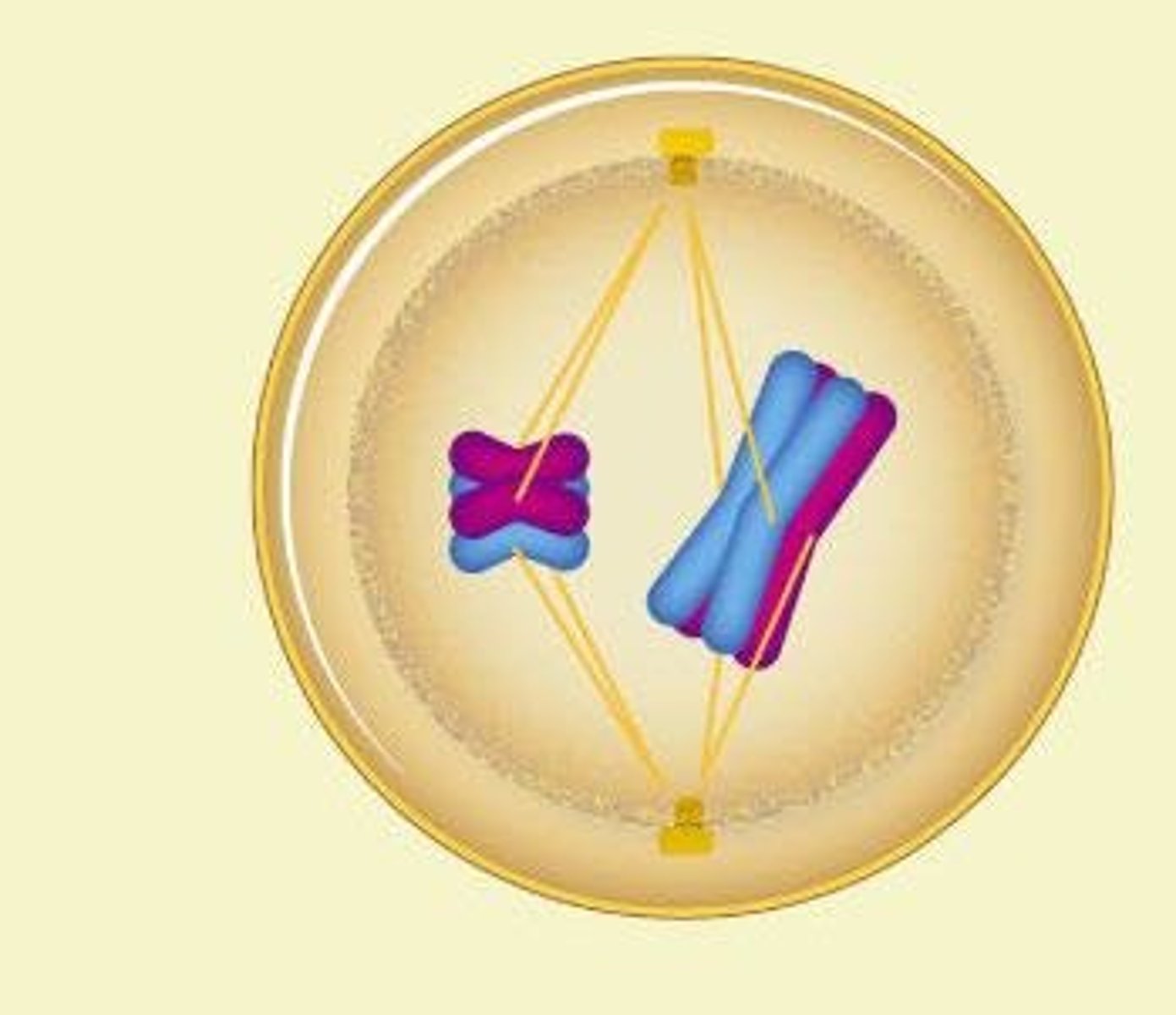 <p>Sister chromatids are separated into four haploid nuclei.</p>
