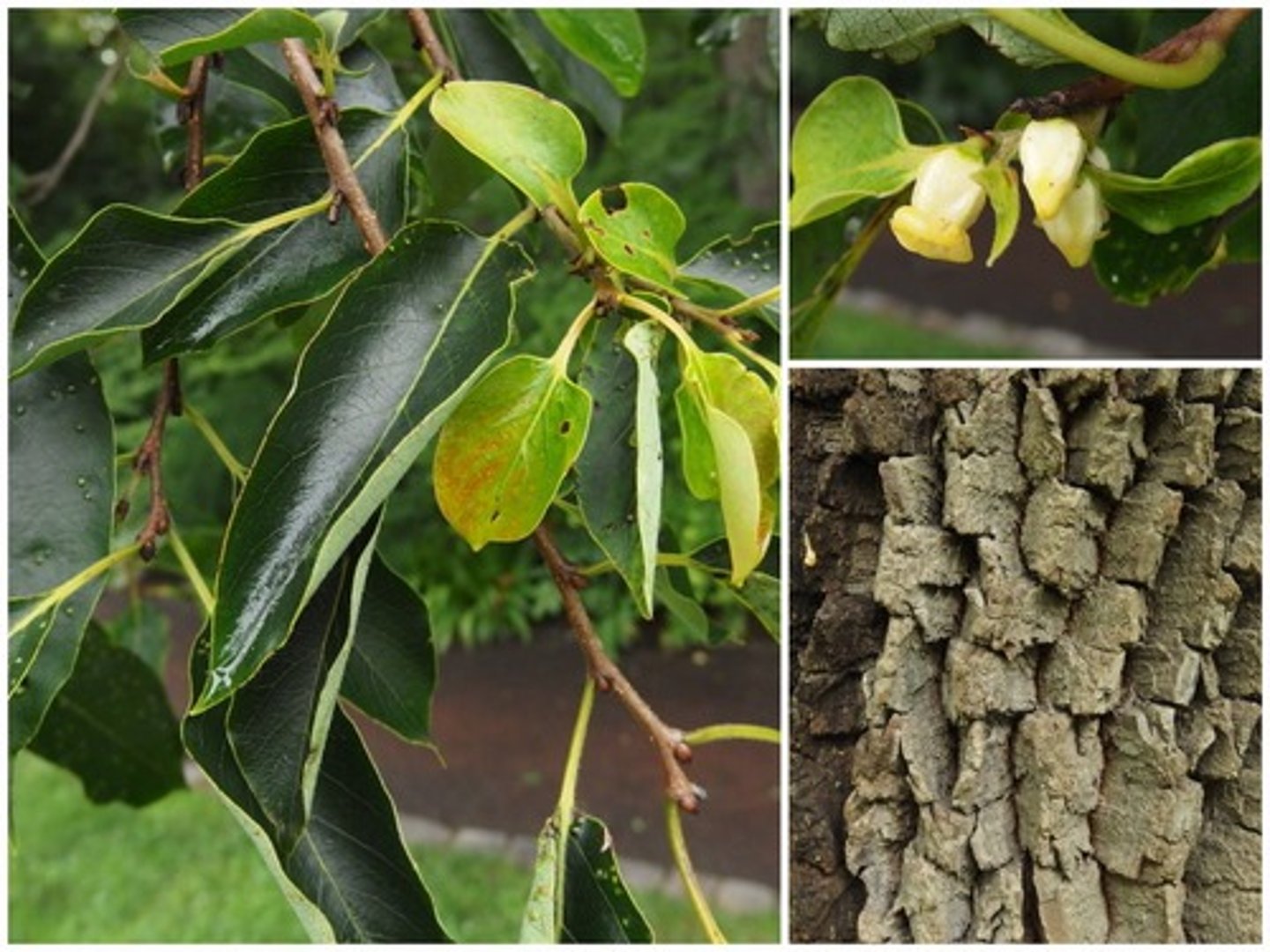<p>A small to medium sized tree to 60 feet with a round-topped crown of crooked branches. In forest stands the stem may be straight, tall, and slender; persimmon fruits</p>